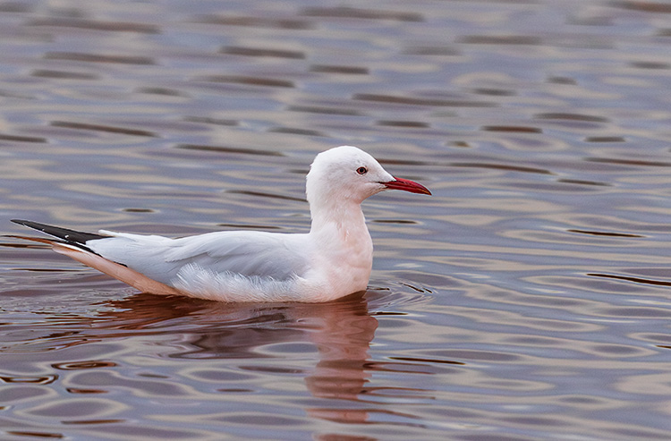 Slender-billed gull Chroicocephalus genei 